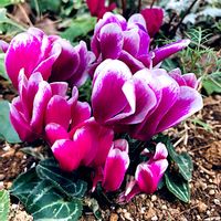 シクラメン,シクラメン,ピンクの花,憧れ,冬の花の画像