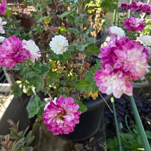 バルーンマム・エール,バルーンマム・エール,バルーンマム・エール,バルーンマム・エール,バルーンマム・エールの画像