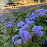 アゲラタム,ムクドリ,野鳥(コゲラ),野鳥(ハクセキレイ),いつまでも友達でいよう♡の画像