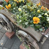 アリッサム,パンジー・ビオラ,パンジー・ビオラ,パンジー・ビオラ,ヘデラの画像