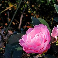 サザンカ,ツバキ,ナンテン,バラ,ユリオプスデージーの画像