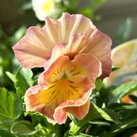 パンジー,パンジー シエルブリエ,フリフリパンジー,複雑な花色,バルコニー/ベランダの画像