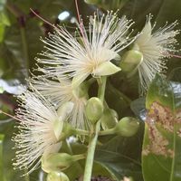 サガリバナ,一夜限りの花,沖縄,亜熱帯・熱帯植物,ヤンバルの画像
