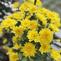 クリセンサム シャルメ,沖縄,幸せの黄色いお花,おうち園芸,日曜ビタミンカラー♪の画像