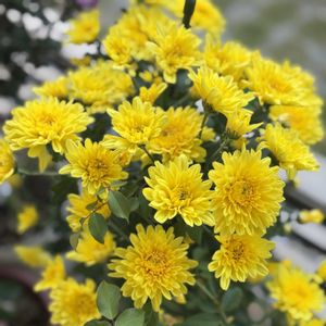 クリセンサム シャルメ,沖縄,幸せの黄色いお花,おうち園芸,日曜ビタミンカラー♪の画像