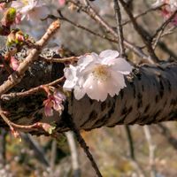 シキザクラ,フユザクラ,じゅうがつ桜,まだまだ初心者,花のある暮らしの画像