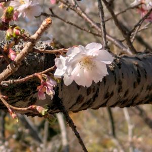 シキザクラ,フユザクラ,じゅうがつ桜,まだまだ初心者,花のある暮らしの画像