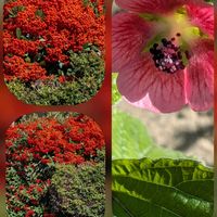 アニソドンテア,サザンカ,サザンカ,ピラカンサ,丁字車の画像