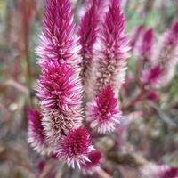 ジニア,ジニア,ジニア,パンジー,パンジーの画像