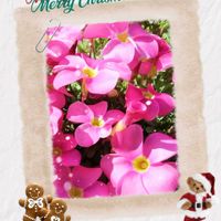 オキザリス,お出かけ先の画像