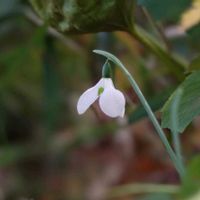 スノードロップ,スノードロップ,斑入りツワブキ,斑入りツワブキ,斑入りツワブキの画像