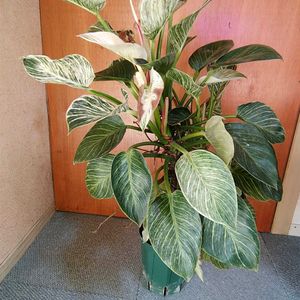 フィロデンドロン,フィロデンドロン,観葉植物,ガーデニング,ボタニカルライフの画像