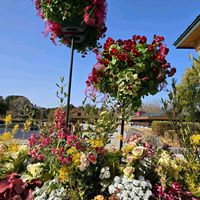 イベリス,パンジー,葉牡丹,ビオラ,ナナミノキの画像