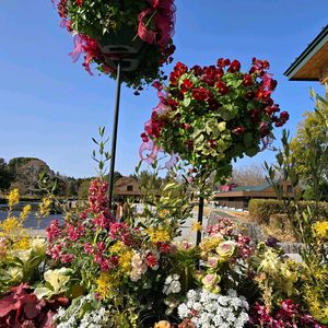 イベリス,パンジー,葉牡丹,ビオラ,ナナミノキの画像