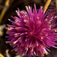 千日紅,千日紅,千日紅（せんにちこう）,黄色の部分が花,散歩中の画像