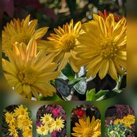 キク,ツワブキ,ヒマワリ,アポロン,オウバイモドキ✨の画像