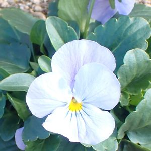 パンジー,パンジー,パンジー,花壇,近くの公園の画像