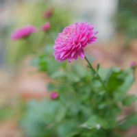 キク,マム,ミラーレス一眼,日曜にこにこ猫目線,マムダチ♡の画像