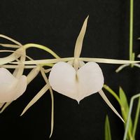 カトレア,ノドサ  ’グッド‘の画像