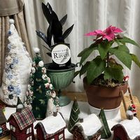 プリンセチア,ザミオクルカス  レイヴン,ザミオクルカス  レイヴン,鉢植え,楽しみ〜の画像