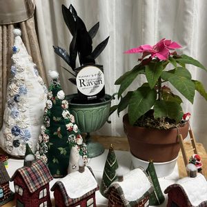 プリンセチア,ザミオクルカス  レイヴン,ザミオクルカス  レイヴン,鉢植え,楽しみ〜の画像