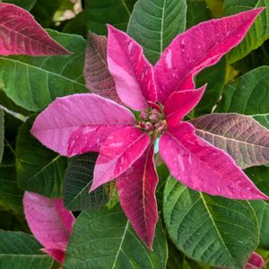 ピンクワールドへ ようこそ,小さな庭,玄関アプローチの画像