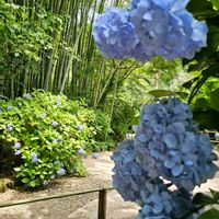 アジサイ,タケ,青い花マニア,チーム・ブルー,チームブルーNo.117の画像