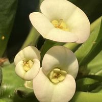 ハナキリン,ハナキリン,白い花,癒し,ホワイトの画像