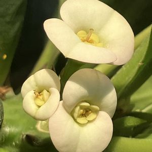 ハナキリン,ハナキリン,白い花,癒し,ホワイトの画像