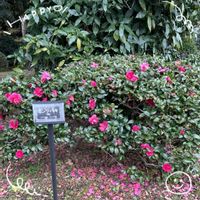 寒椿,復興祈願,日本武道館,Juneの会,永ちゃんファンの画像