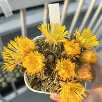 多肉植物,フォーカリア属,ベランダの画像