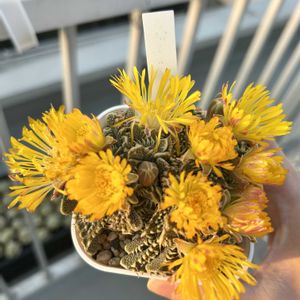 多肉植物,フォーカリア属,ベランダの画像