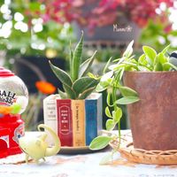 サンスベリア,ディスキディア,観葉植物,かわいいな♡,植物のある暮らしの画像