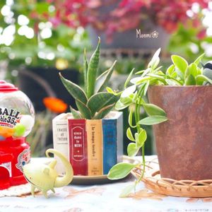 サンスベリア,ディスキディア,観葉植物,かわいいな♡,植物のある暮らしの画像