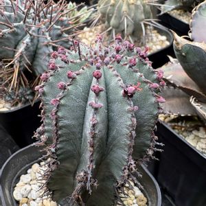 ポリゴナ,多肉植物,多肉の花,植物のある暮らし,ユーフォルビア・ポリゴナの画像