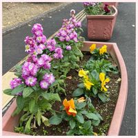 アロエ,ストック,寄せ植え,クリスマスツリー,復興祈願の画像