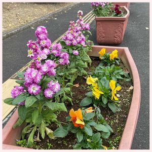 アロエ,ストック,寄せ植え,クリスマスツリー,復興祈願の画像