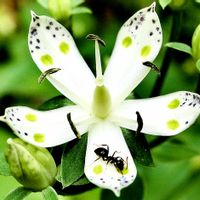 アケボノソウ,花言葉,山野草,山歩き,花のある暮らしの画像