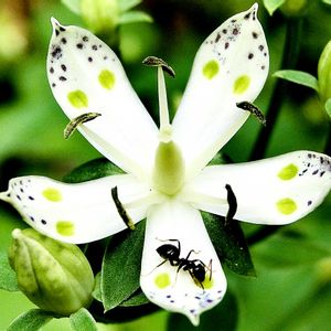 アケボノソウ,花言葉,山野草,山歩き,花のある暮らしの画像