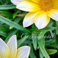 ガザニア,勲章菊,ガザニアビースト,半耐寒性多年草,キク科の画像