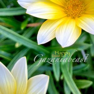 ガザニア,勲章菊,ガザニアビースト,半耐寒性多年草,キク科の画像