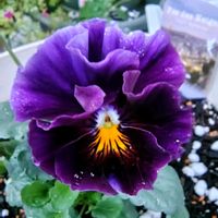 ウインターコスモス,カリブラコア,八重咲きカリブラコア,パンジー シエルプリエ,パンジー フェデネージュの画像