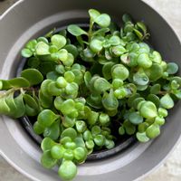 マルバマンネングサの画像