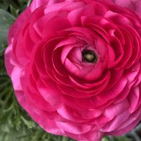 アネモネ,おひさまの画像