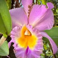 カトレアの画像