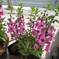 アンゲロニアの画像