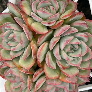 沙羅姫牡丹,いちご大福, シルエット,ピュアラブ,リンダリンダの画像