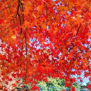 紅葉,イロハモミジ,ご近所散歩,日曜日は日本を感じる和の花の画像