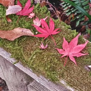 苔(コケ),紅葉,イロハモミジ,イロハモミジ,イロハモミジの画像