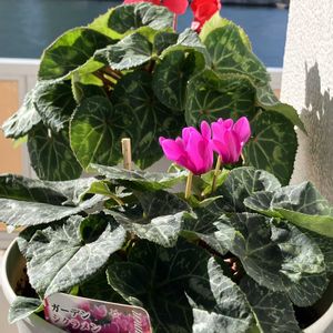 シクラメン,ガーデンシクラメン,Juneの会,秘密の花園♡,2020年6月同期No.003の画像